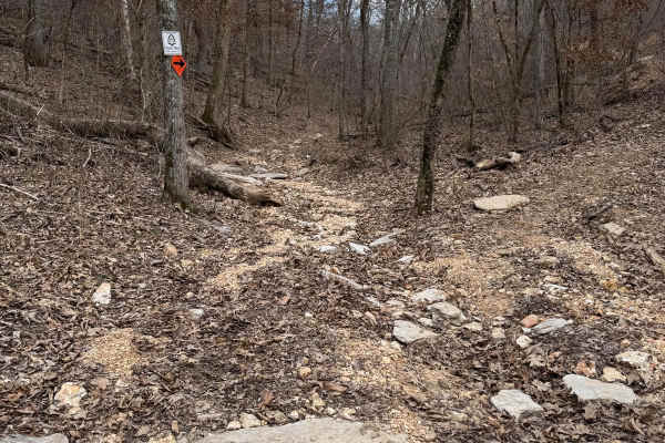 Chicken Trail 439