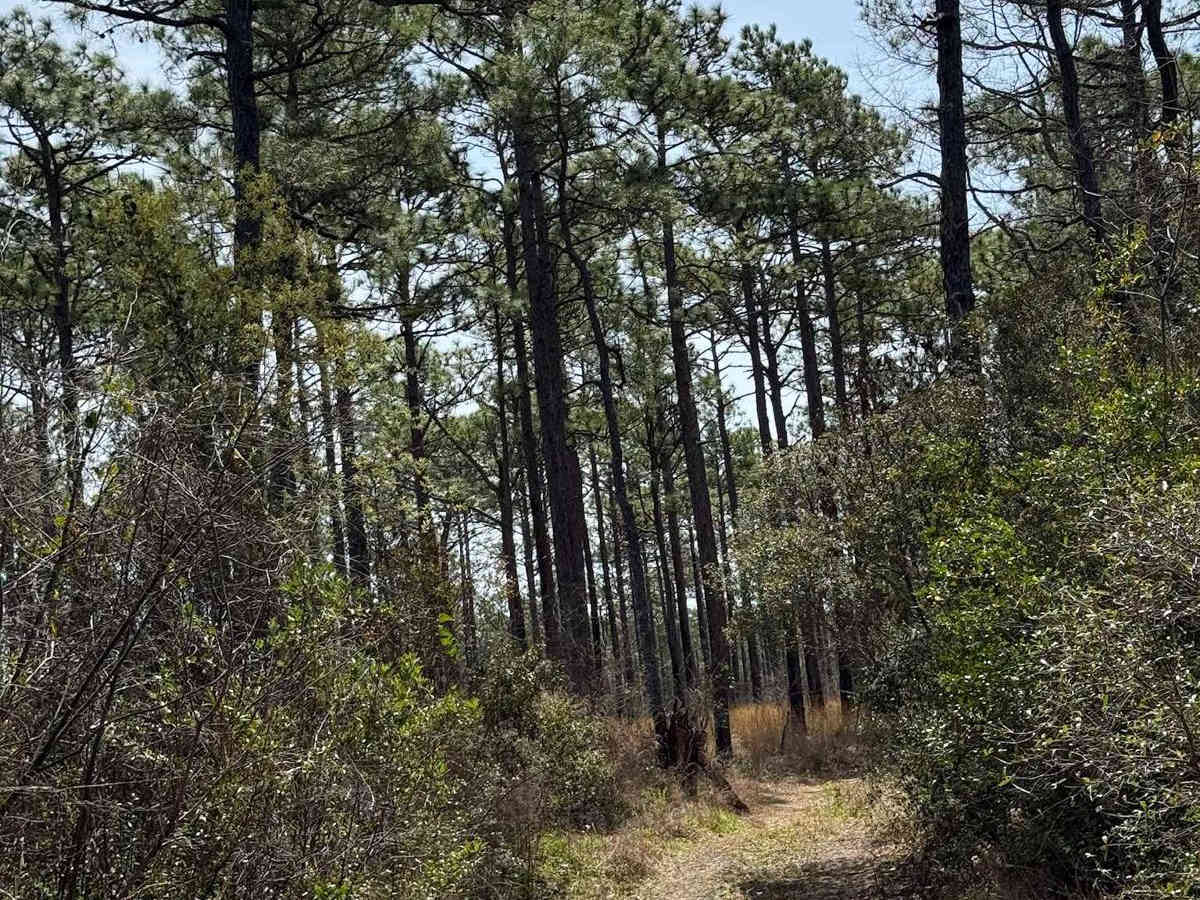 Pettiford Creek Trail 13 photo 2