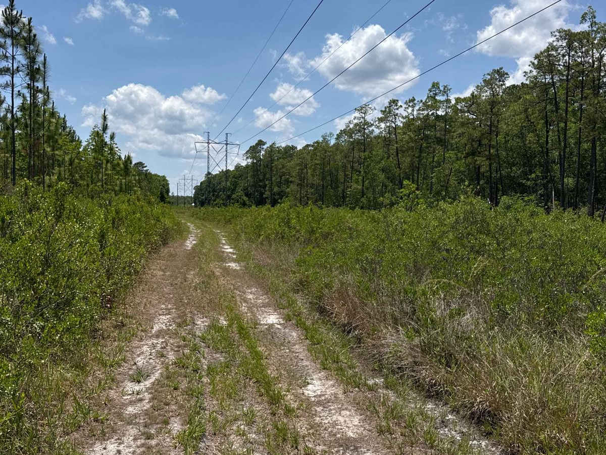 East Wandering Wiregrass photo 5