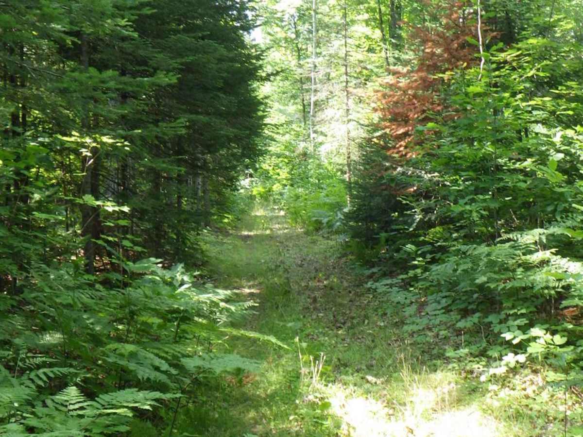 South Little Trout Creek trail photo