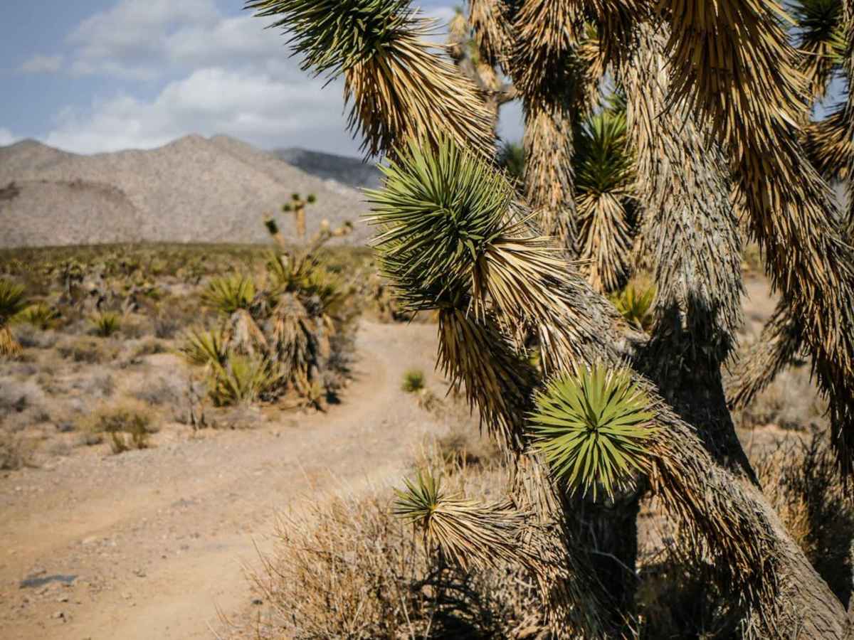 Carpenter Wash trail photo
