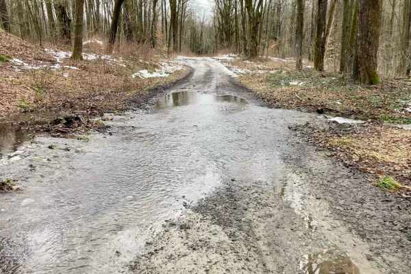 Bear Swamp