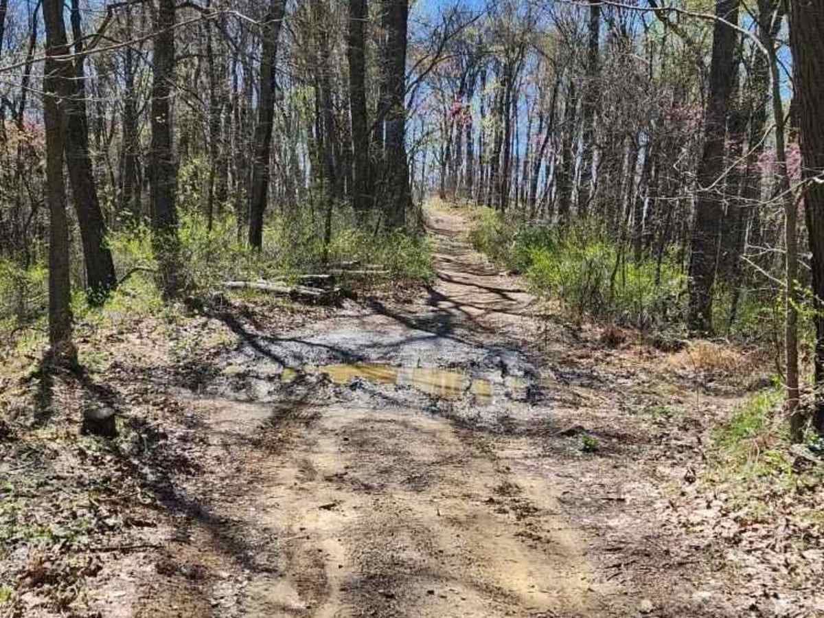 Morrell Hollow photo 4