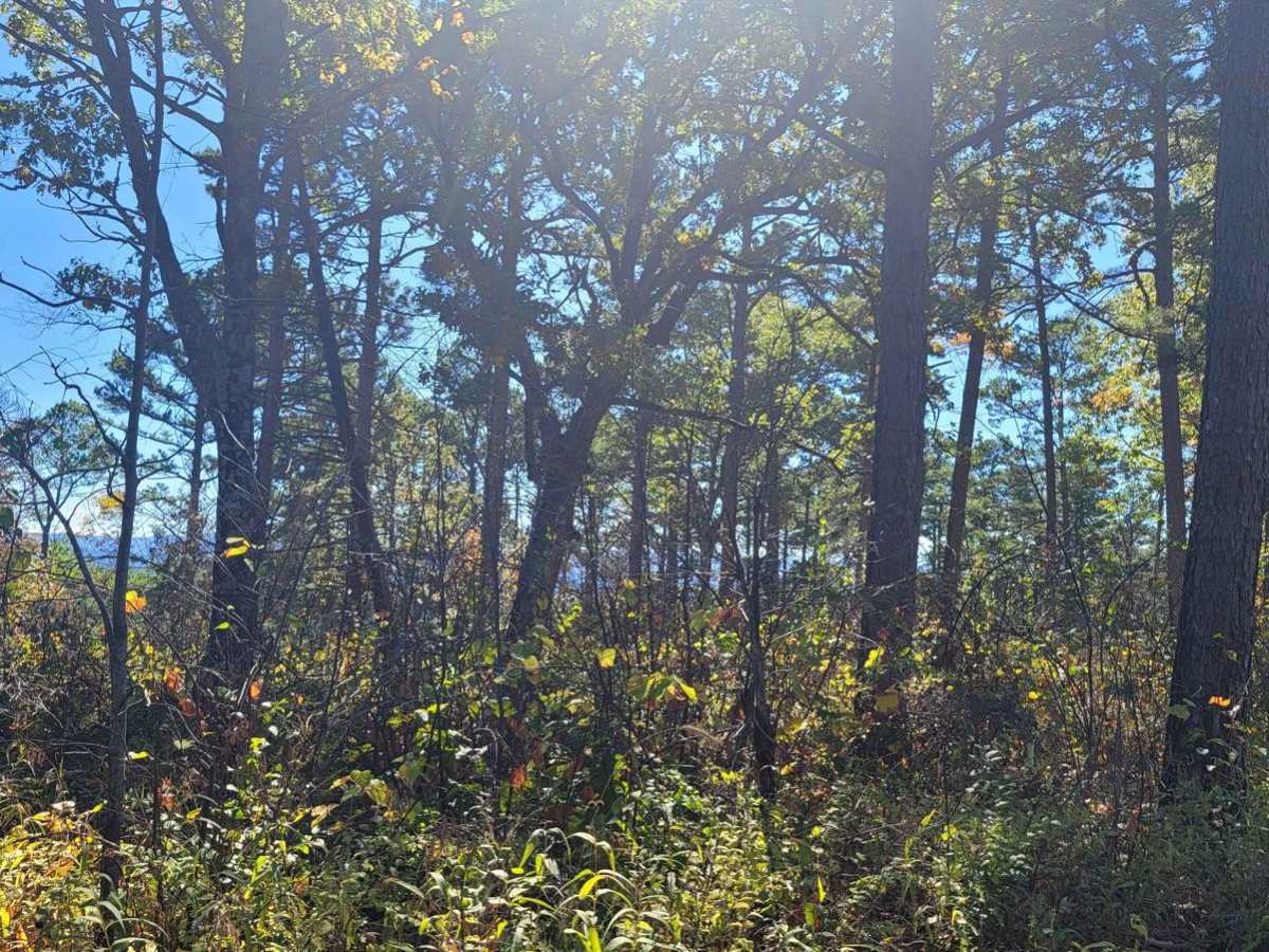 Deer Camp photo 6