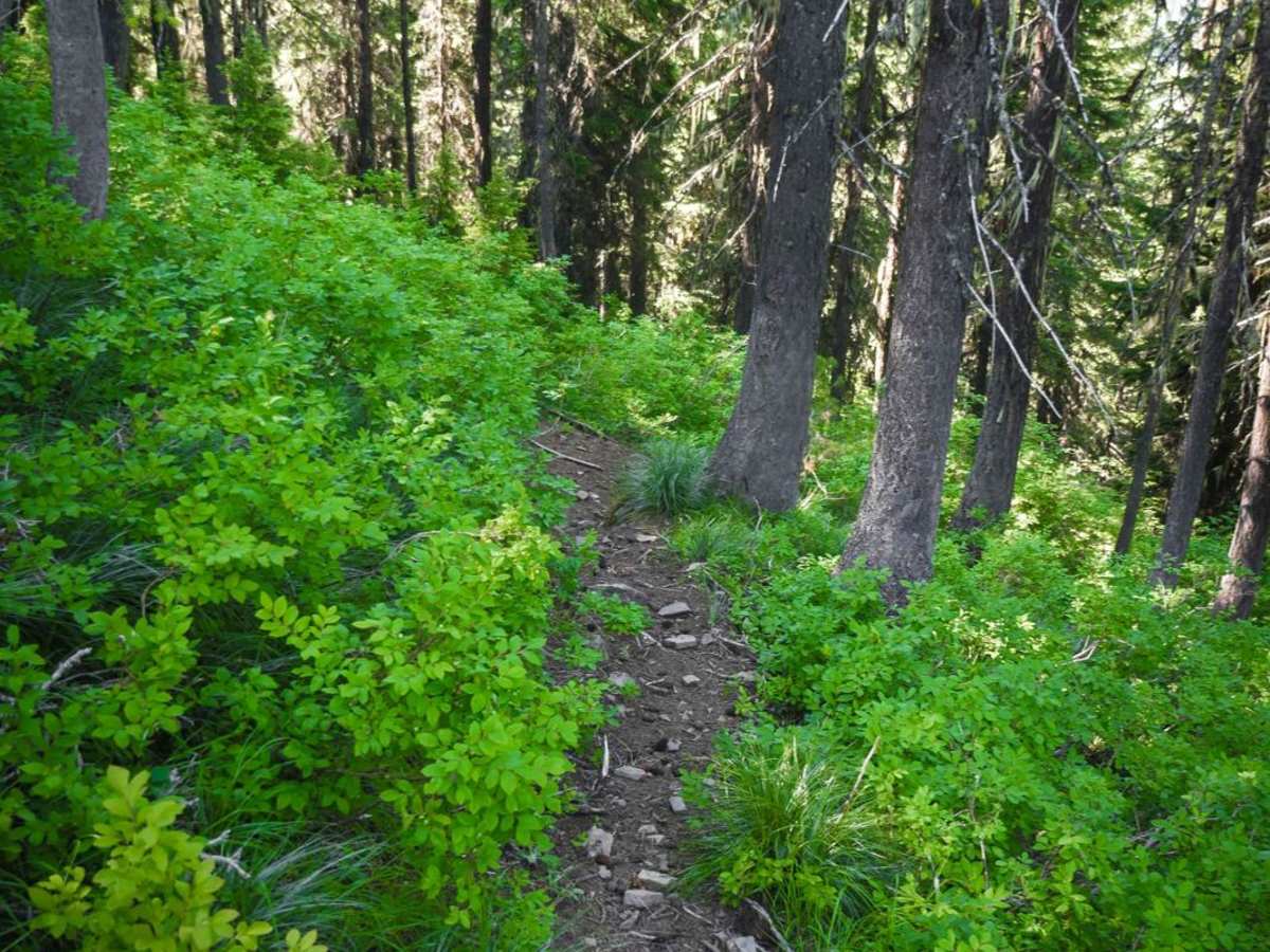 Dam Ridge photo 6
