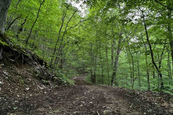 Wild Horse Trail (Lige Hollow)