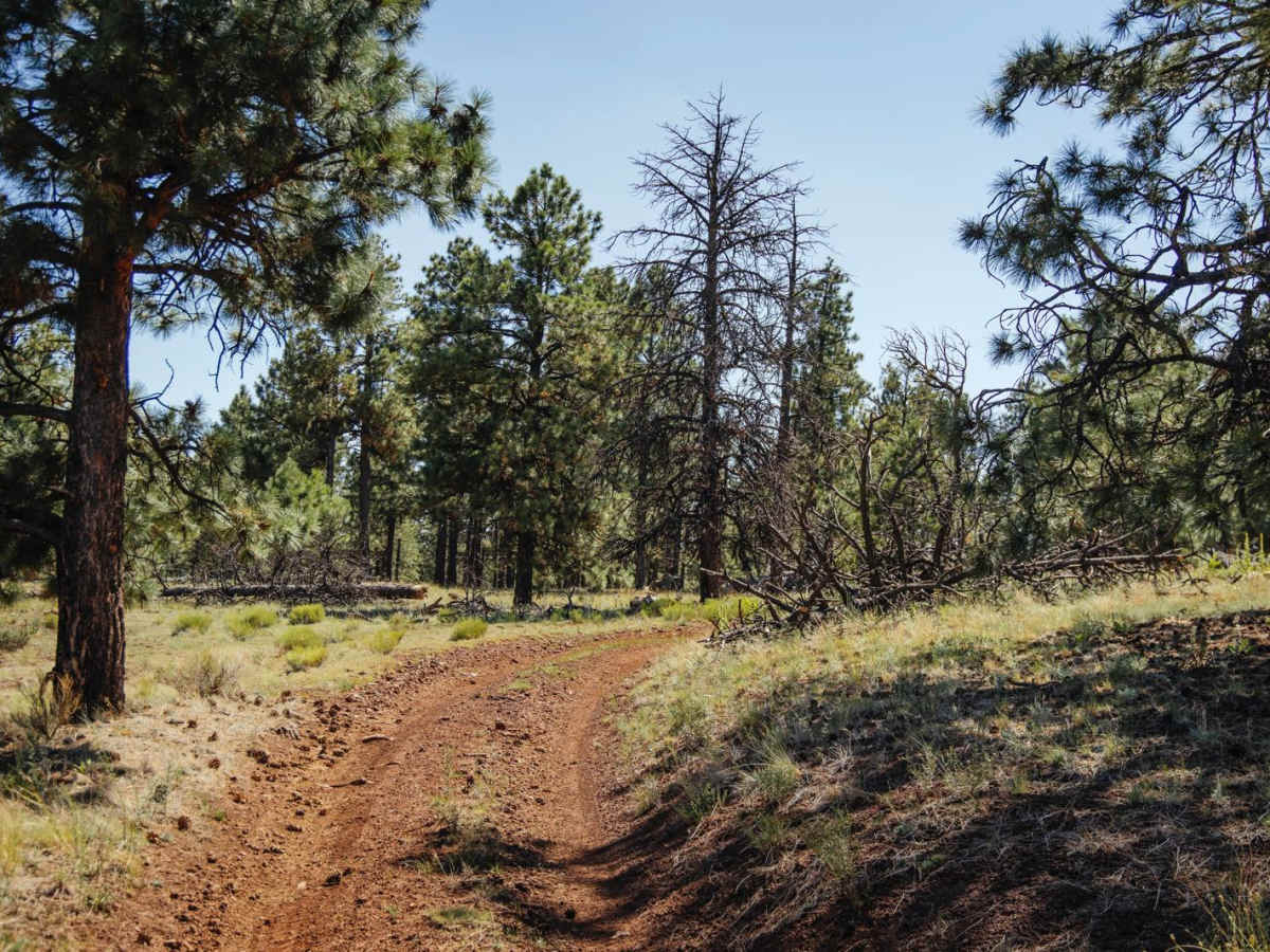 Wooded Trail photo 6