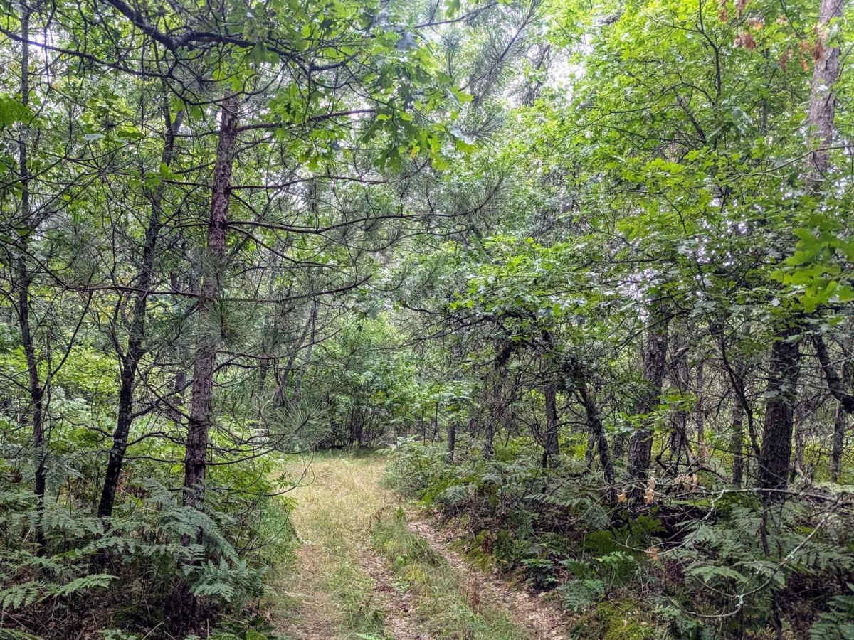 Huron NFS Trail 3079 photo 5