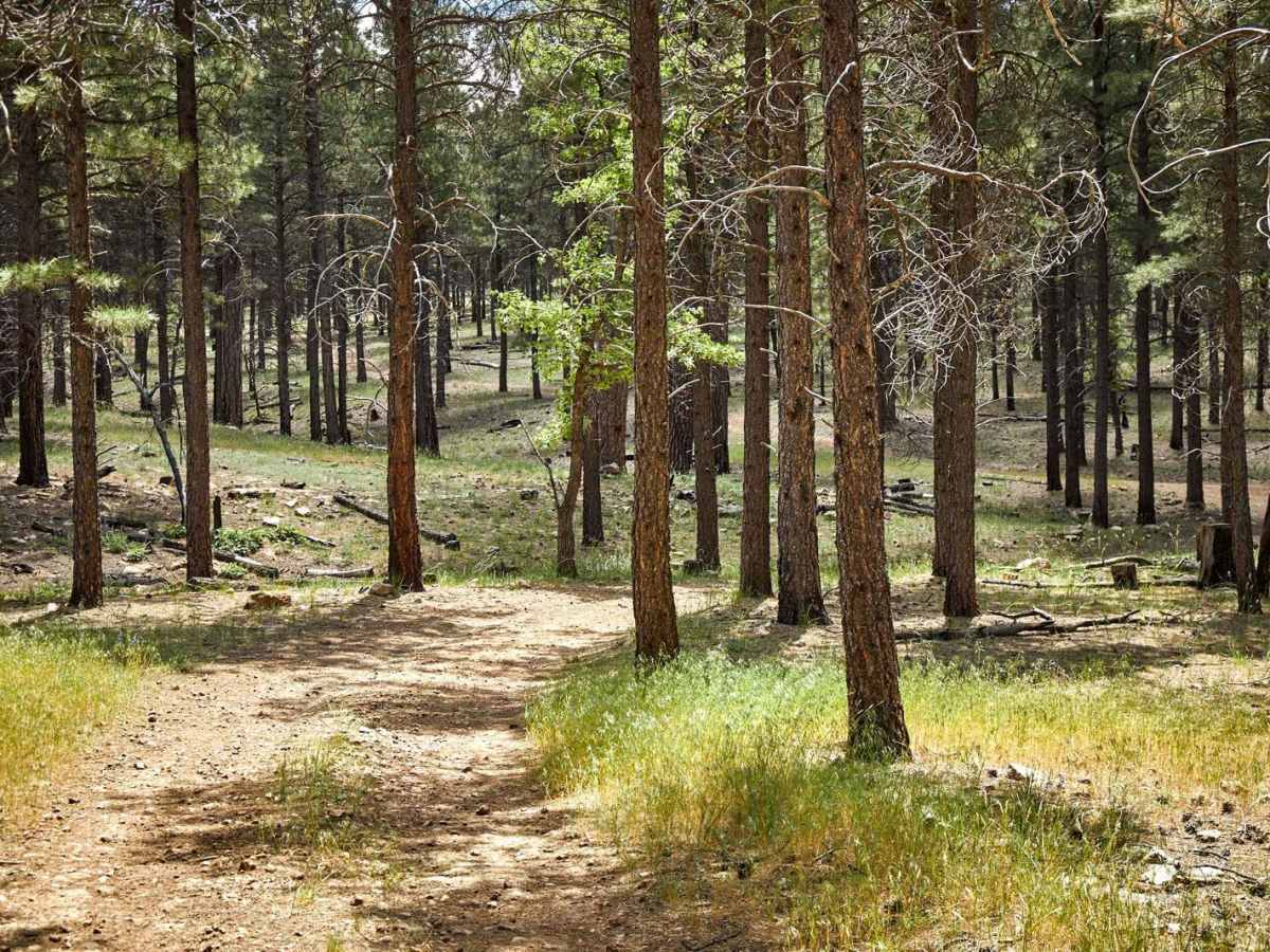 Elk Cabin photo 4