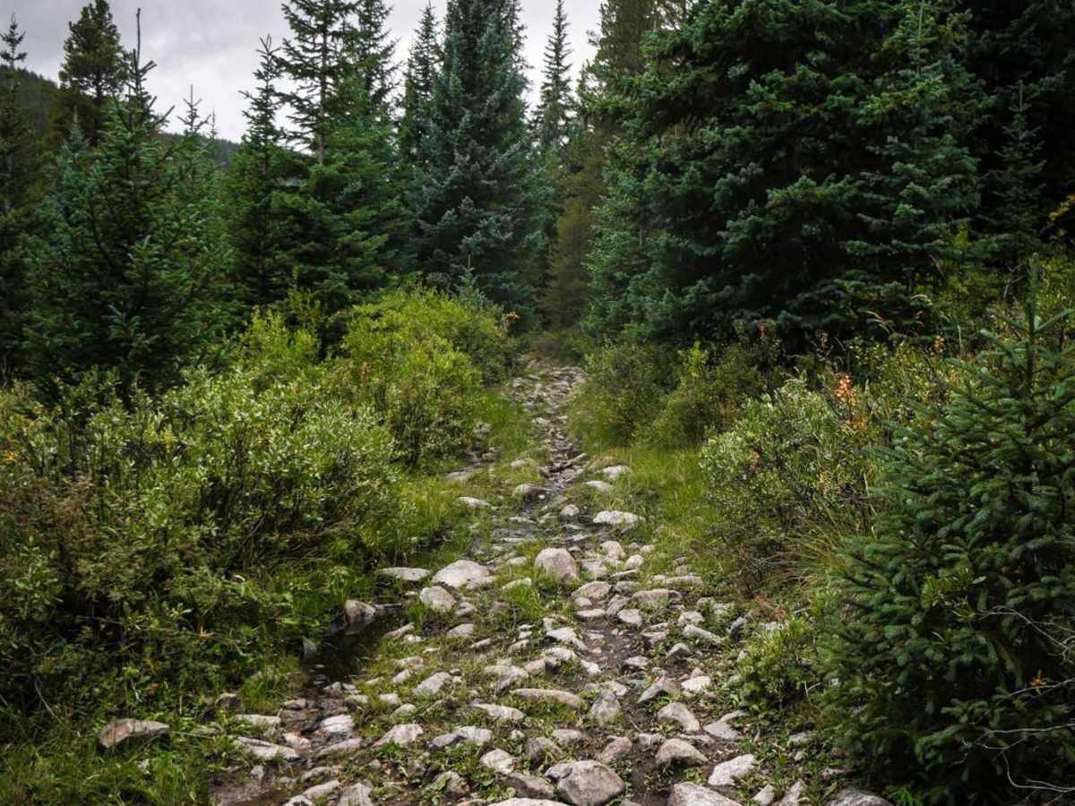 Gold Creek (North) trail photo