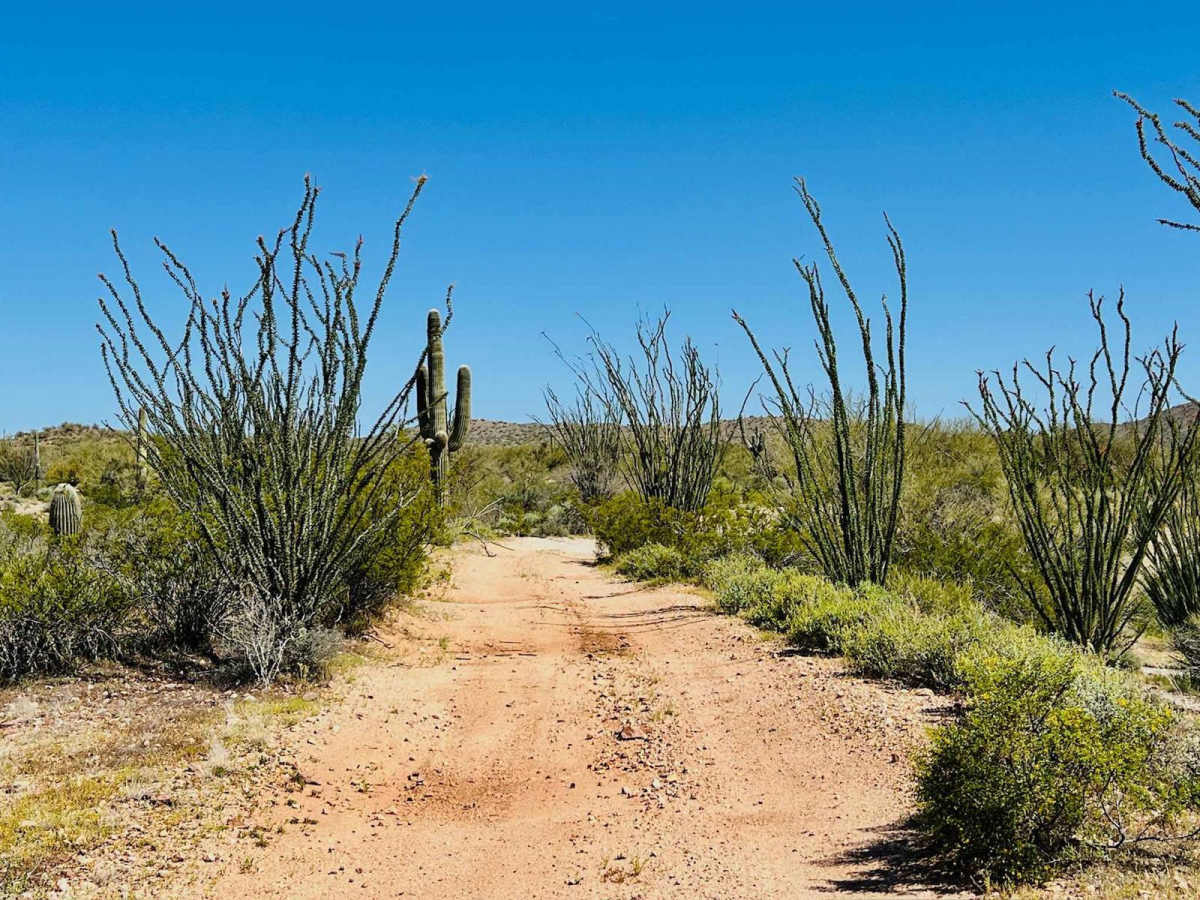 Jimmie Wash Trail trail photo