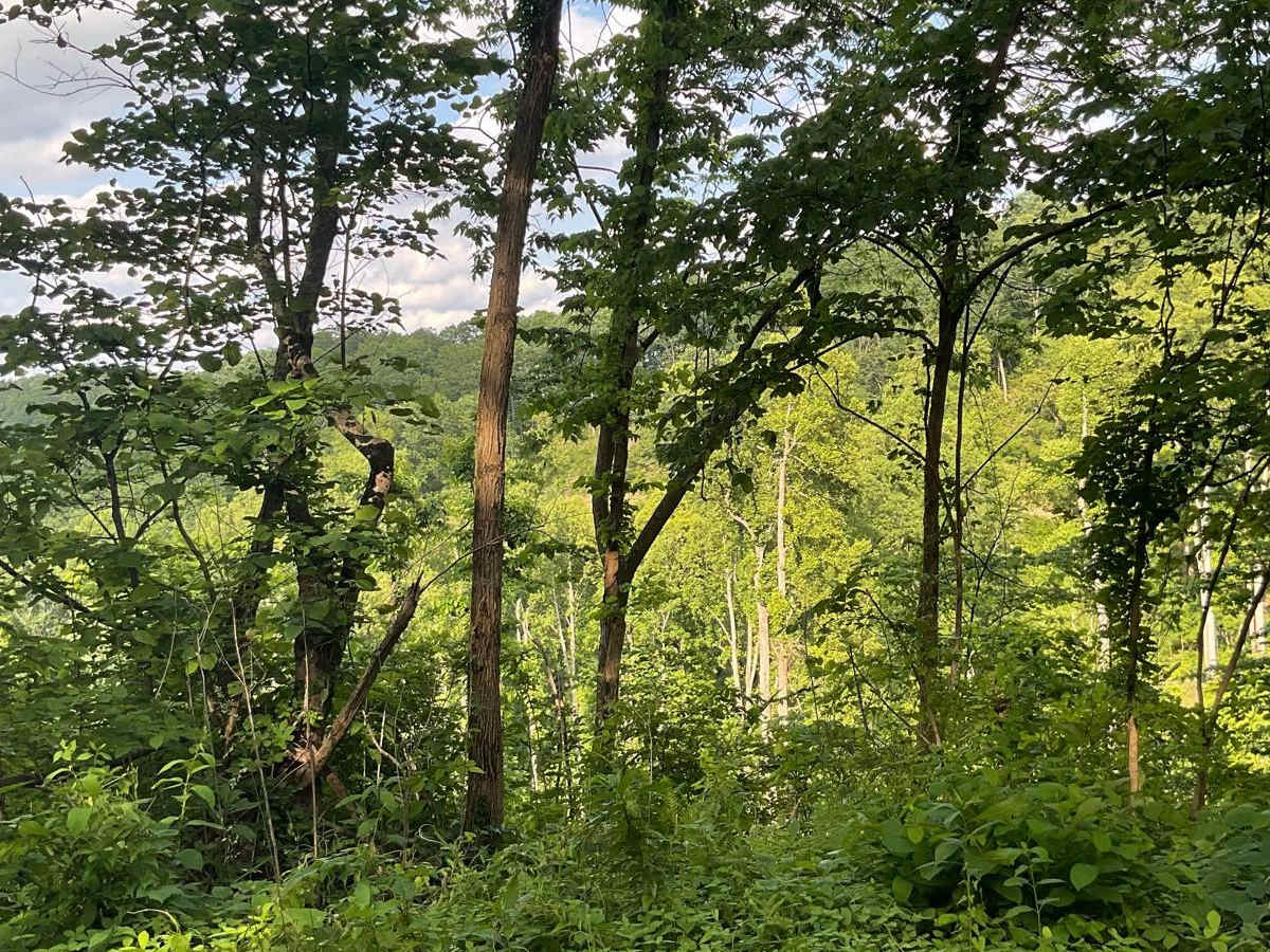 State Forest Road 2 photo 2