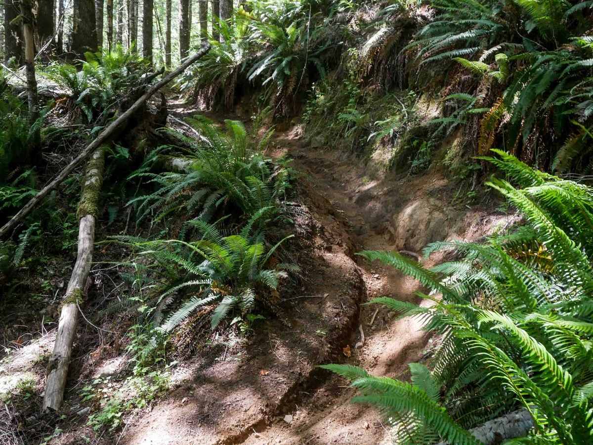 #90 trail photo