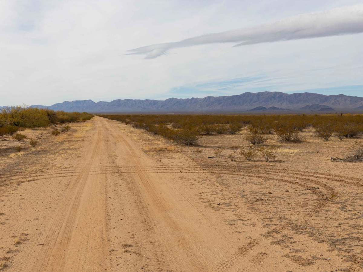 Fenceline Cholla photo 5