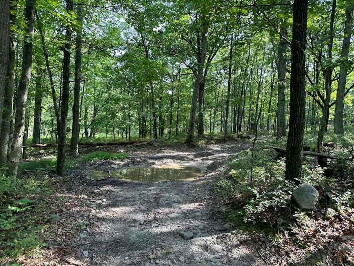 Quickening Green trail photo