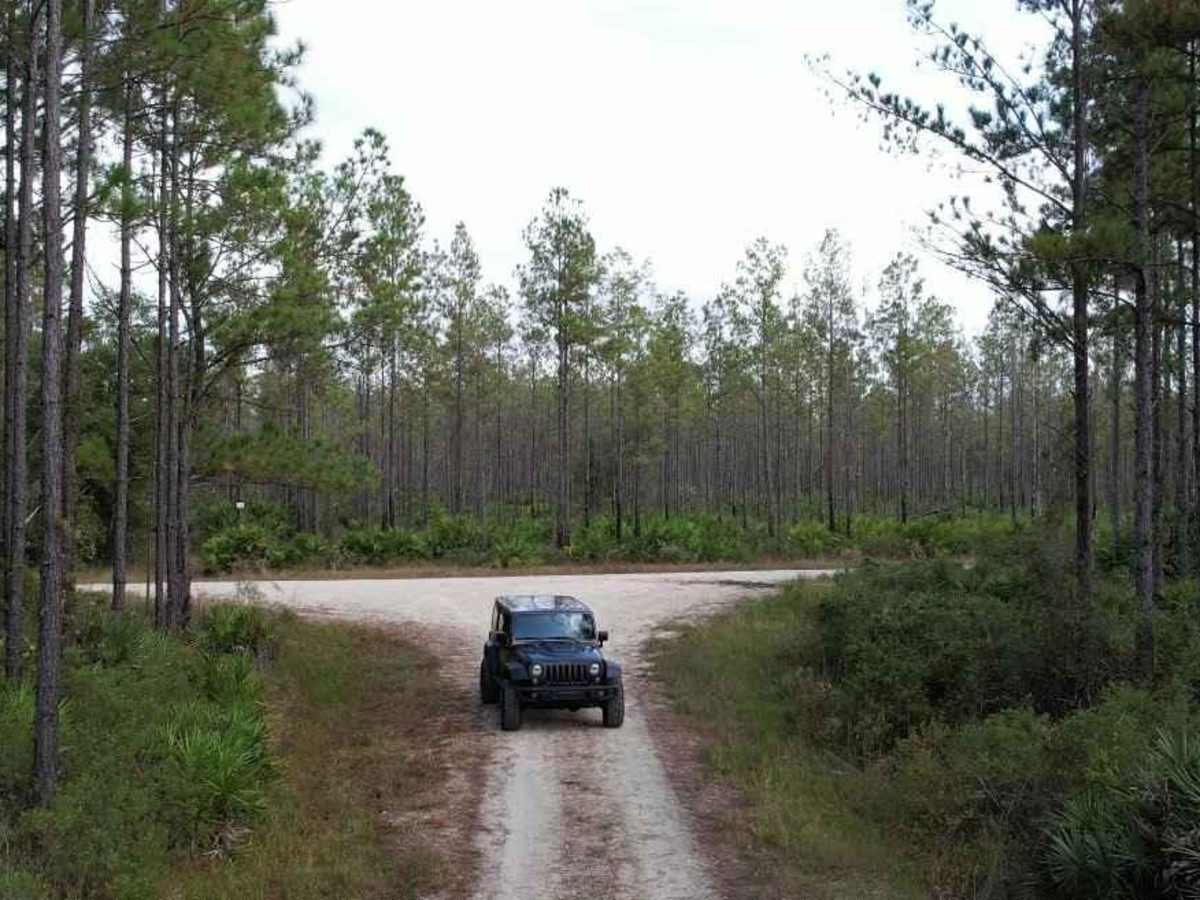 Belmore State Forest - Ates Creek Tract photo 5