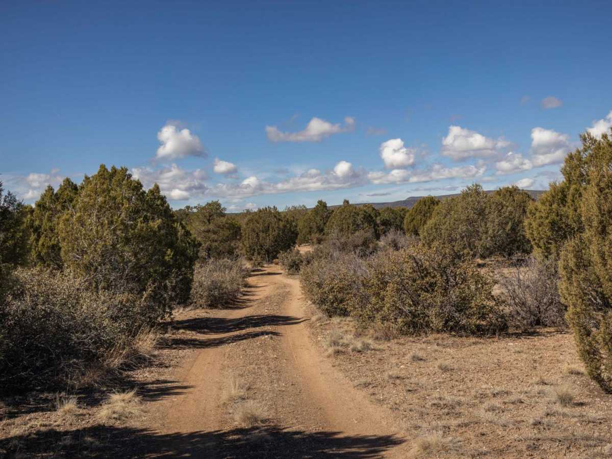 Javelina Problem photo 4