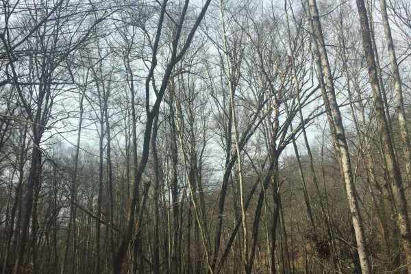 Hogan Overlook