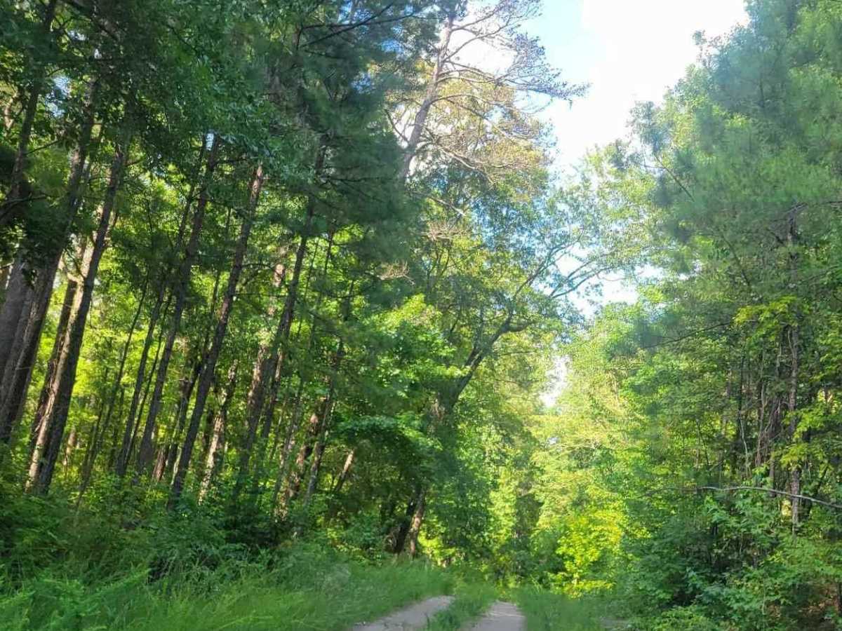 Pearl Branch Road (611) photo 3