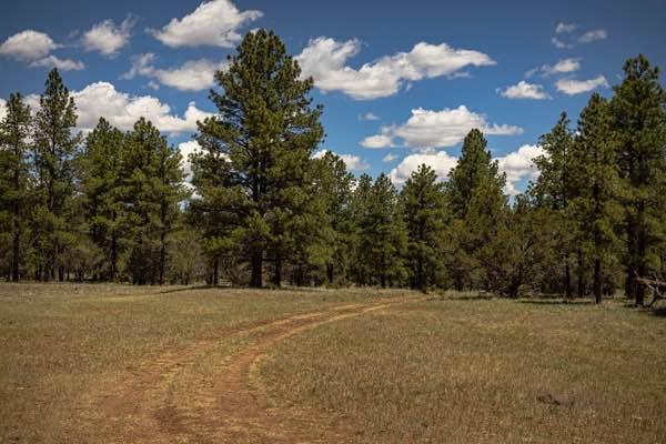 Pine Creek