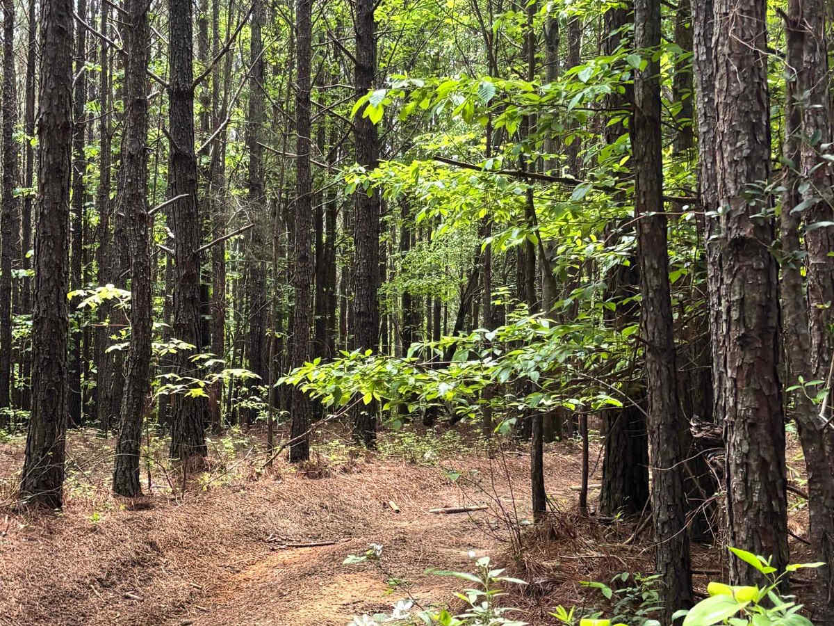 417A trail photo