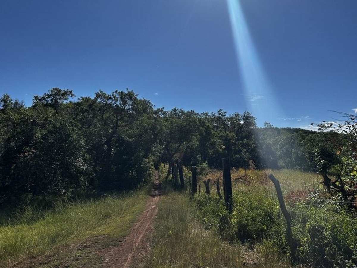 Upper Packard Canyon Trail photo 3