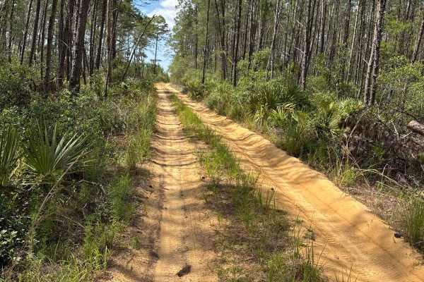 Ocala National Forest 40-15.7