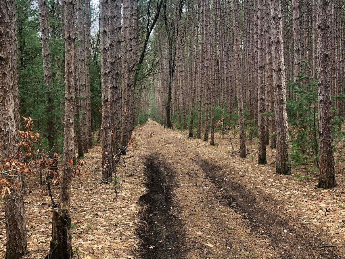 NFS Road 9883 photo 3