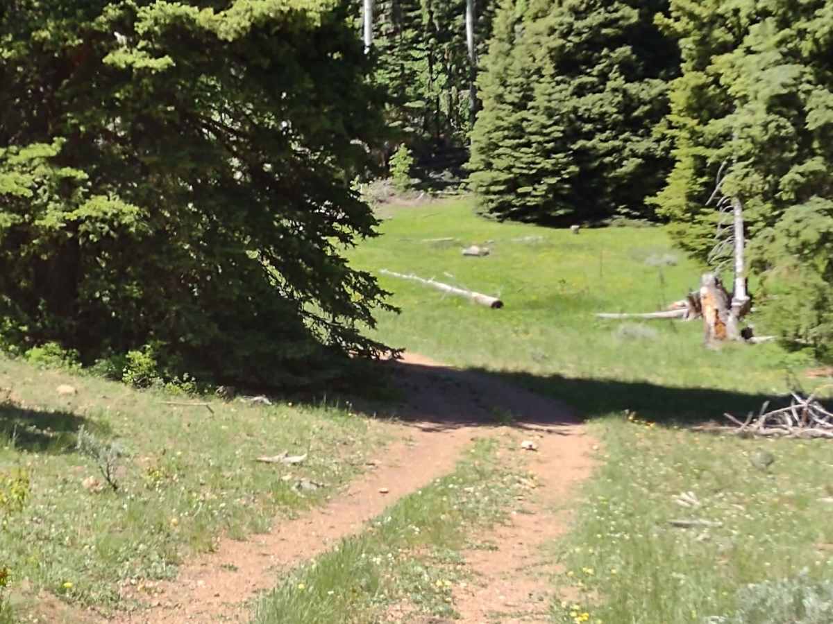 Sheepherder's Park (FS# 41080) trail photo