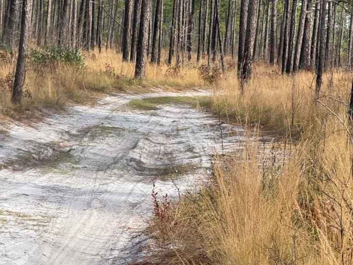 Bogue Road Spur photo 3