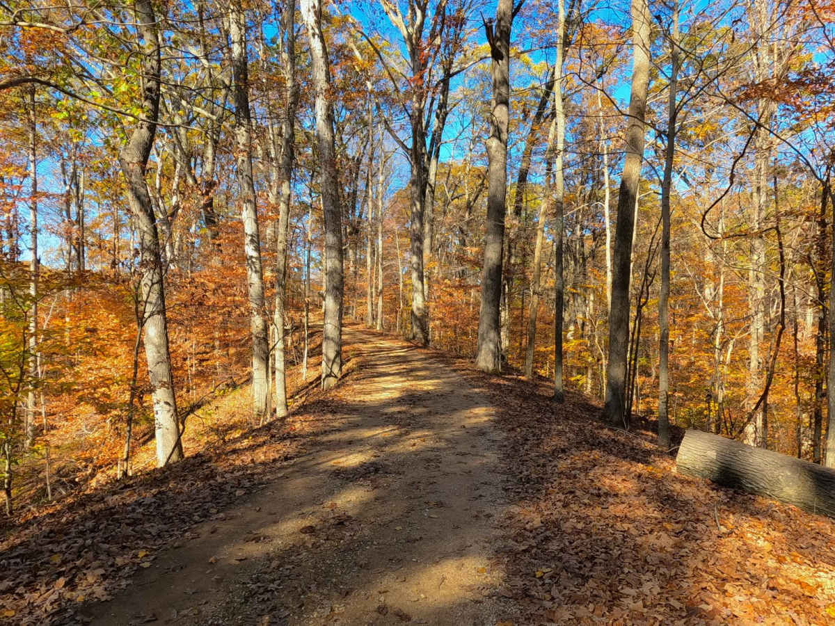North Forest Road trail photo