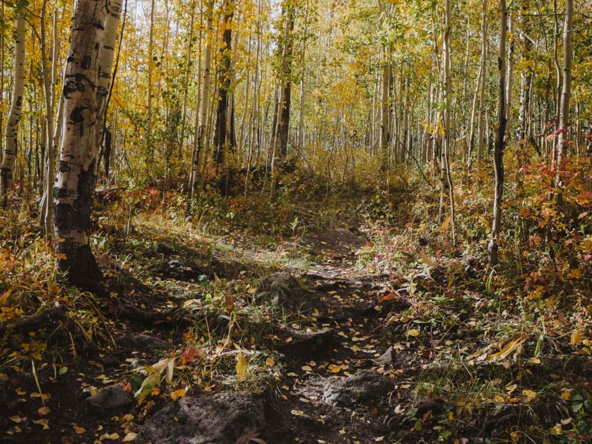 Point Camp Trail photo 3