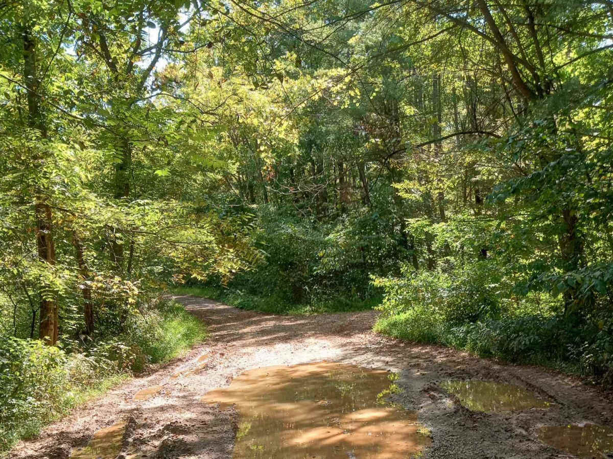 Cedar Run photo 5