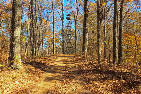 South Forest Road