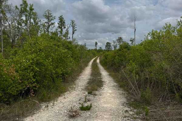 Birds Beak - Osceola NF 274