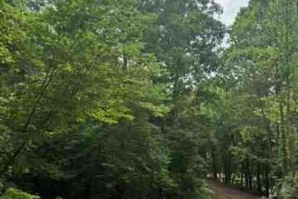 Mimi's Trail