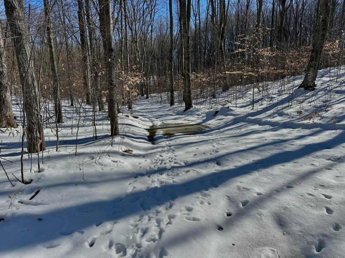 Deer Track Trail photo 5