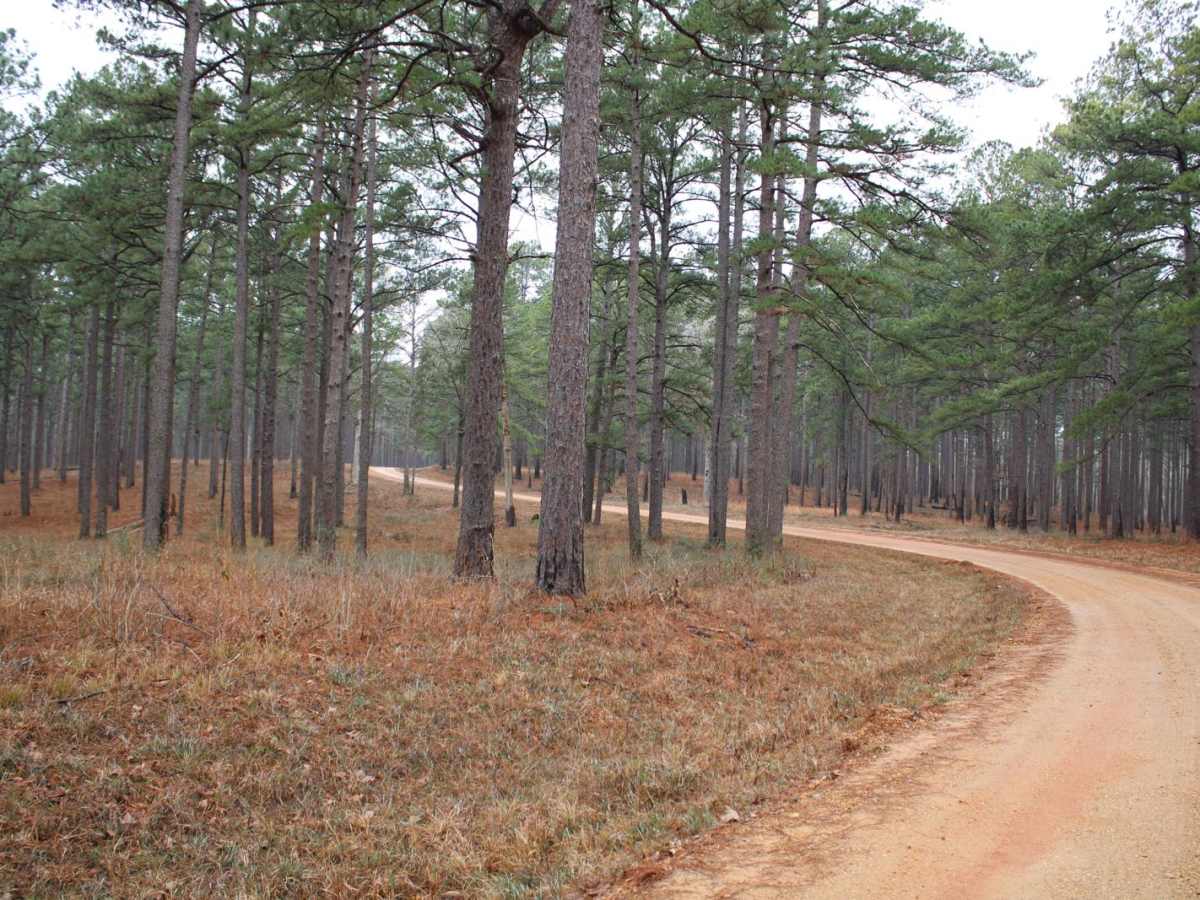 Gum Springs and Fowler photo 5
