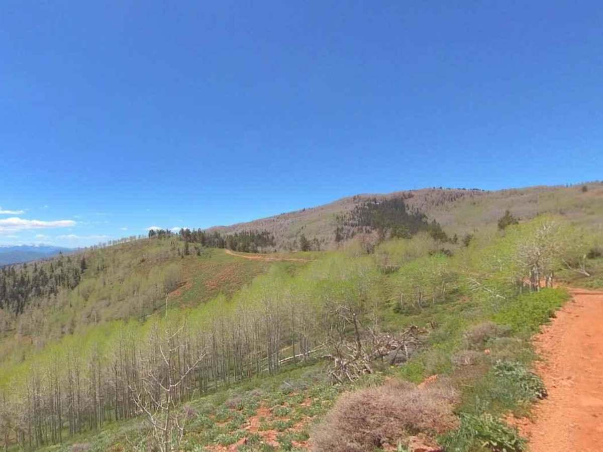 Goat Springs-Devil's Arm Chair-FSR40500 photo 6