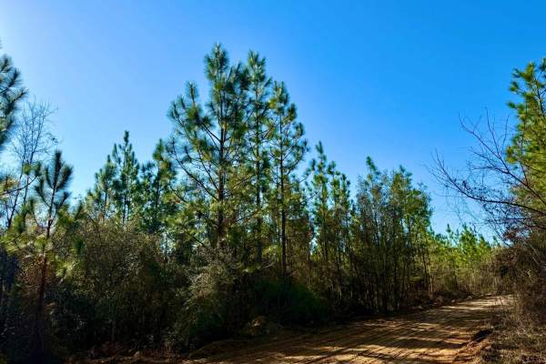 Bluff Landing Loop