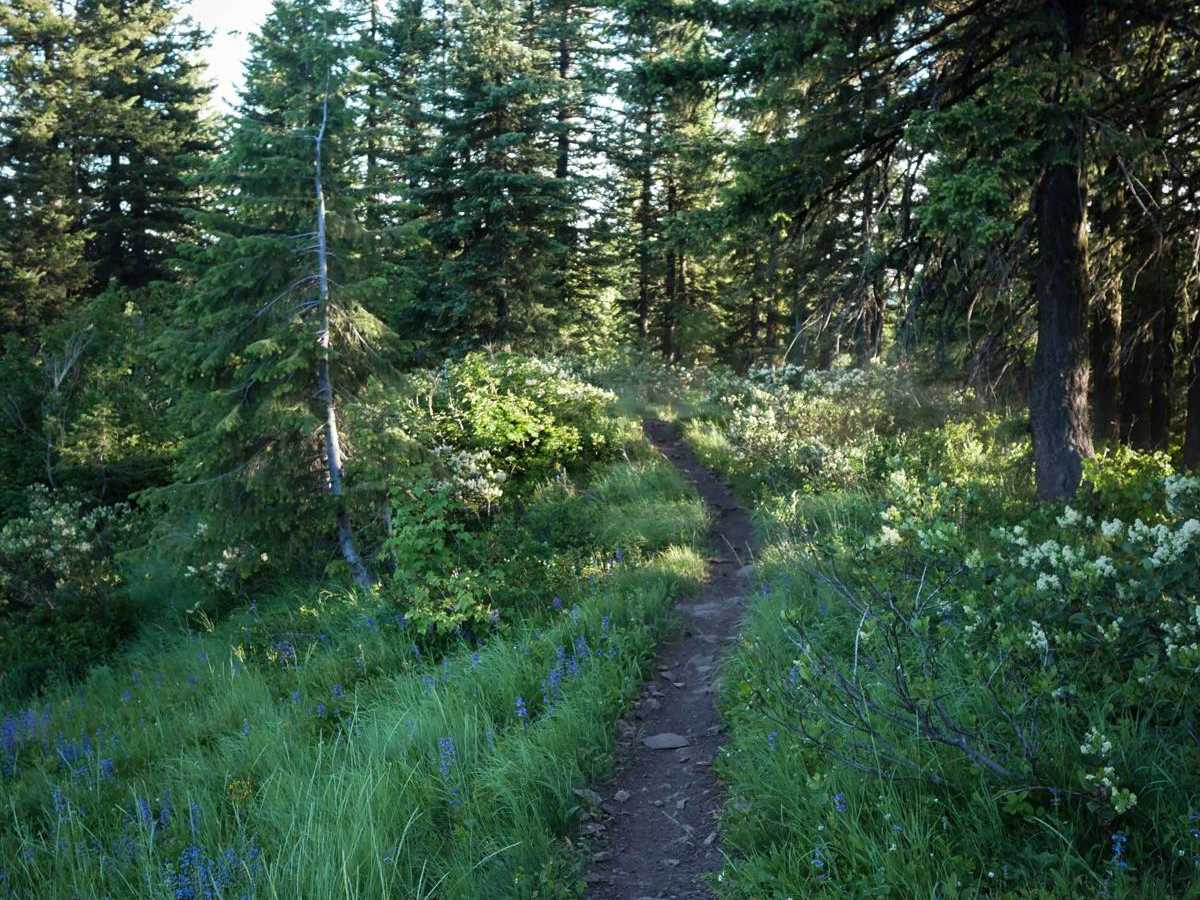 St Joe Divide NRT ATV (Kellogg Saddle to Dam Creek) photo 6