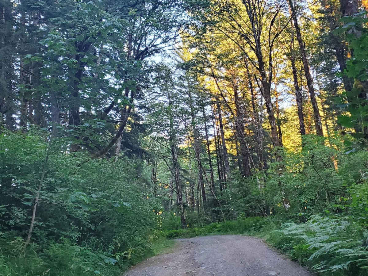 Deep Forest Connection Road photo 5