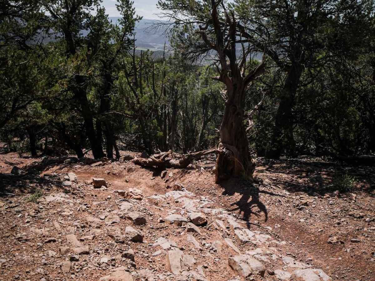 BLM 8624 photo 3