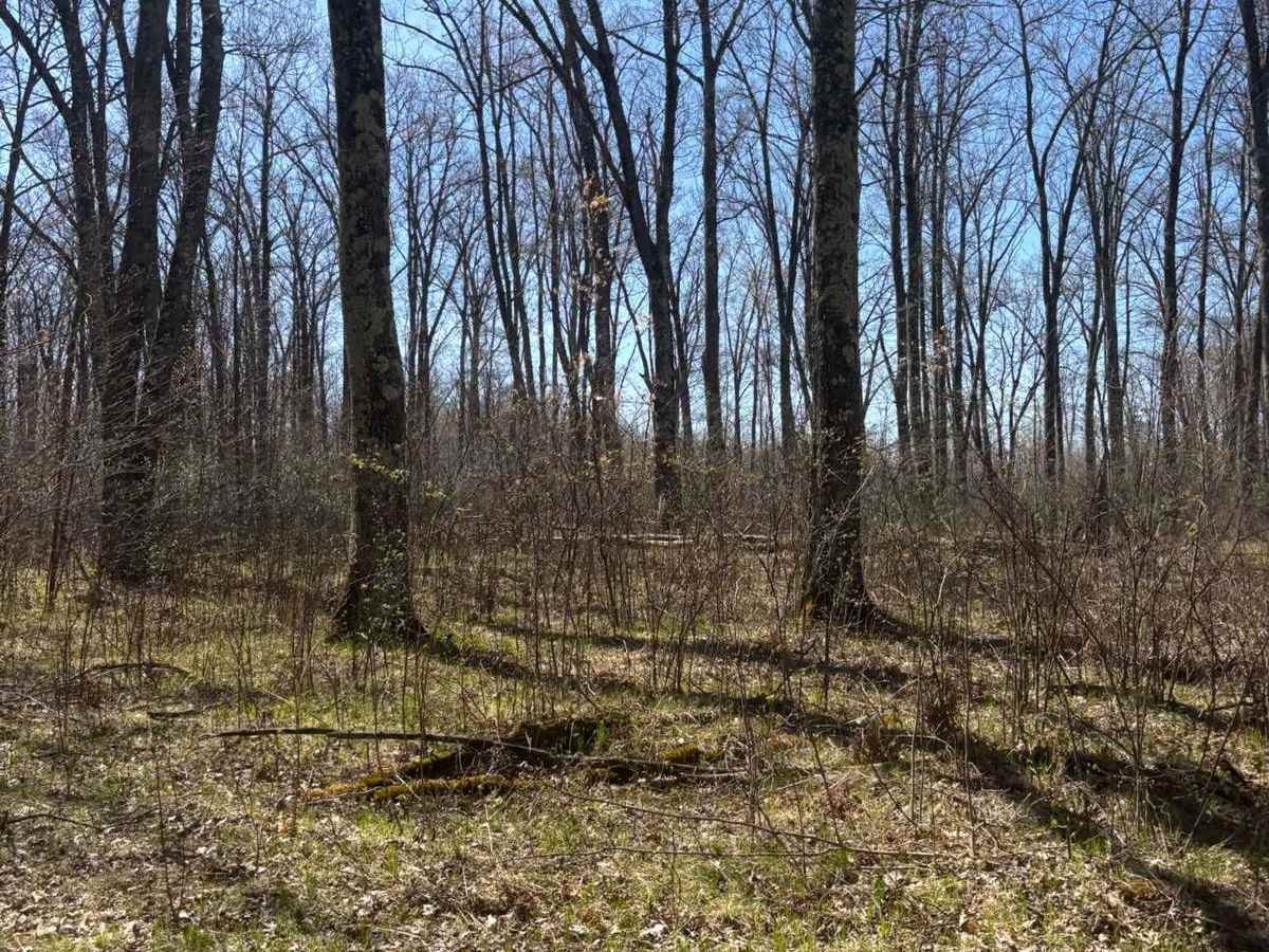 Forest Road 2249 photo 4