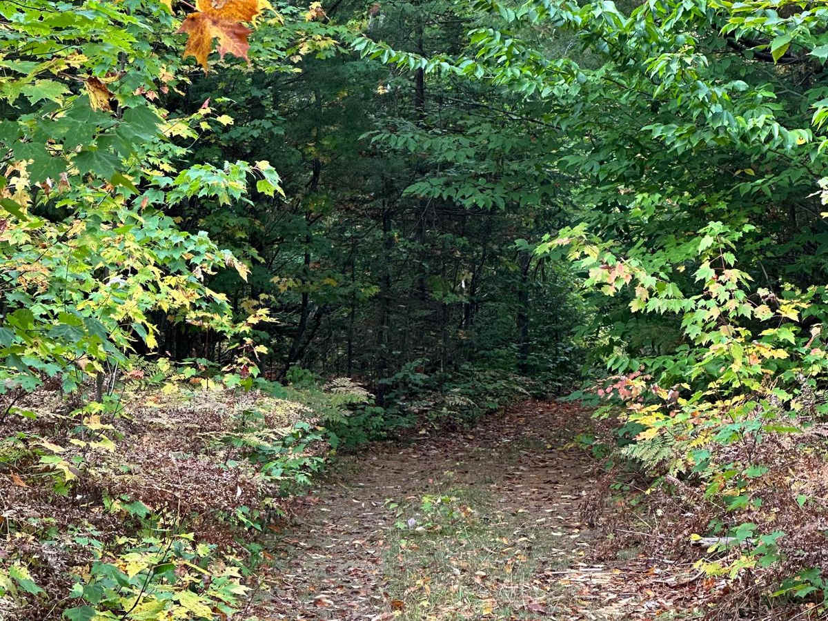 FS 8302 trail photo