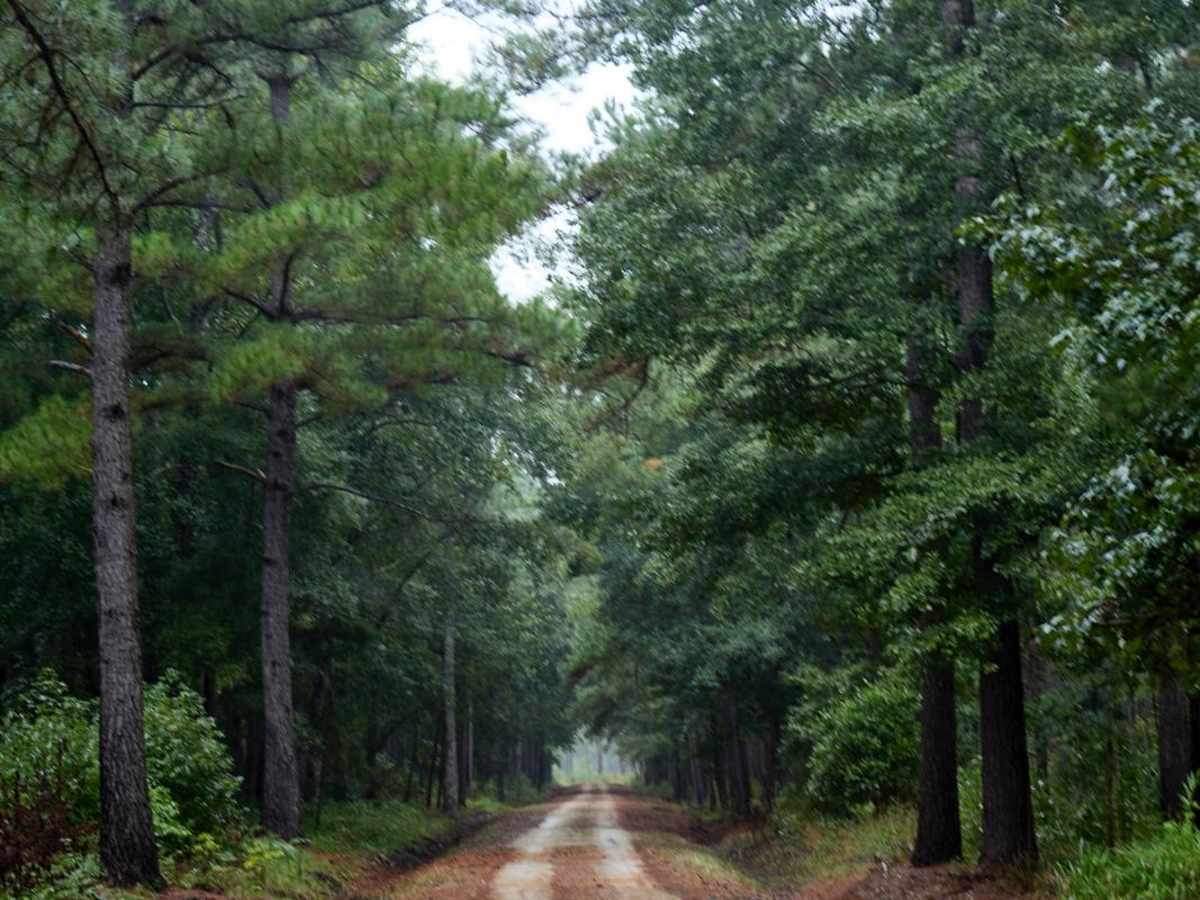 Bonneau Ferry WMA - Nimitz Road trail photo