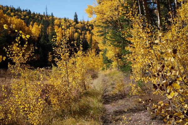North Gulch