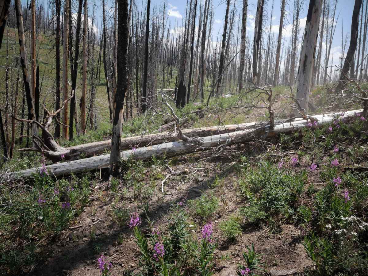 Squaw Creek photo 6