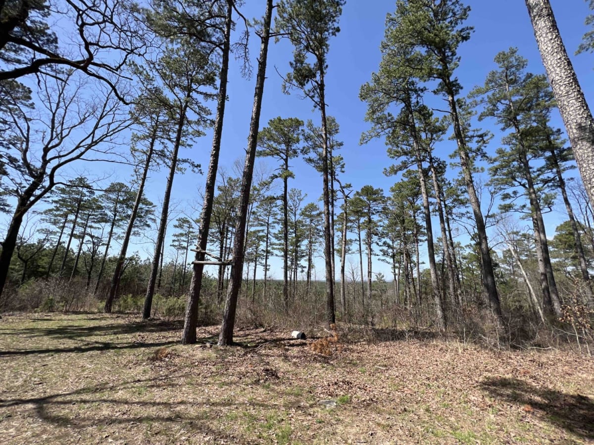 Taylor Branch 705 photo 3
