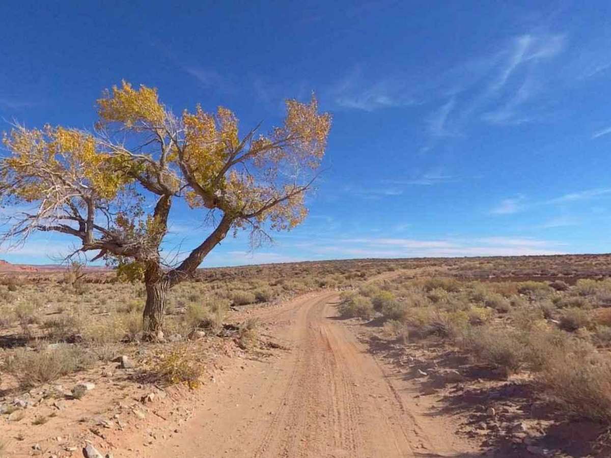 Lone Cedar Road - BLM14900 photo 6
